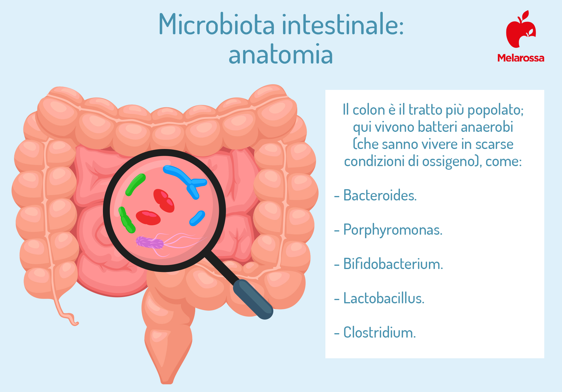 microbiota intestinal: anatomía 
